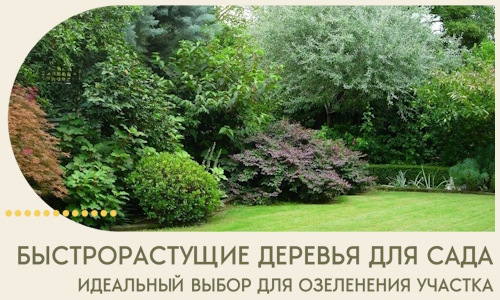 Быстрорастущие деревья для сада идеальный выбор в Спасске-Дальнем