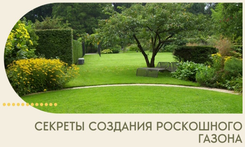 Секреты создания роскошного газона в Спасске-Дальнем